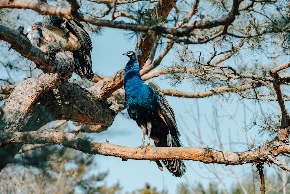 a blue and black bird sitting on a tree branch