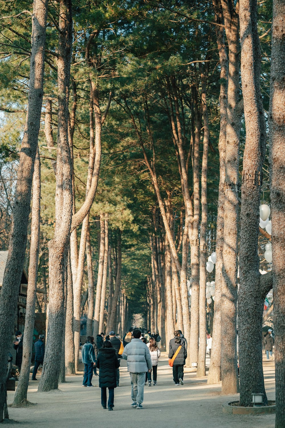 a group of people walking down a tree lined street