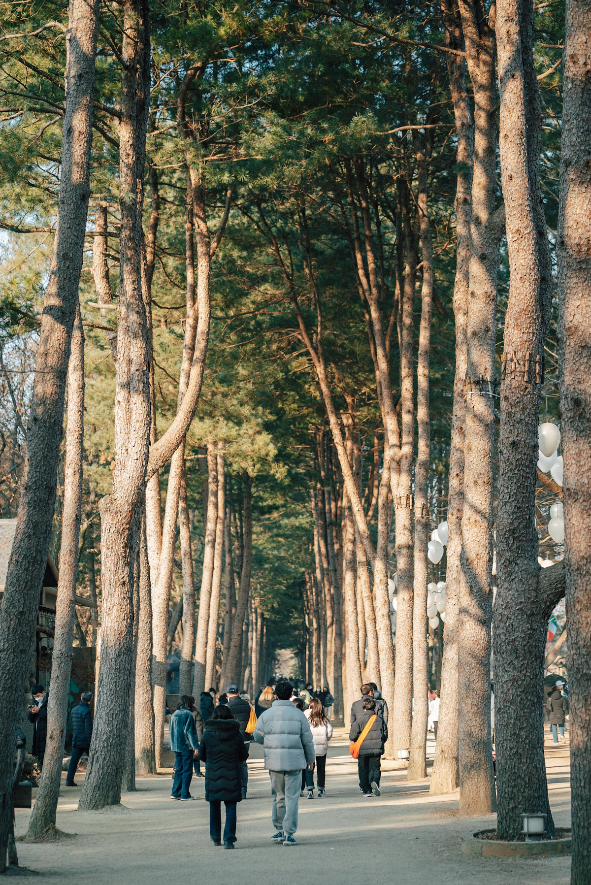 The tree-lined avenue of Nami Island in autumn