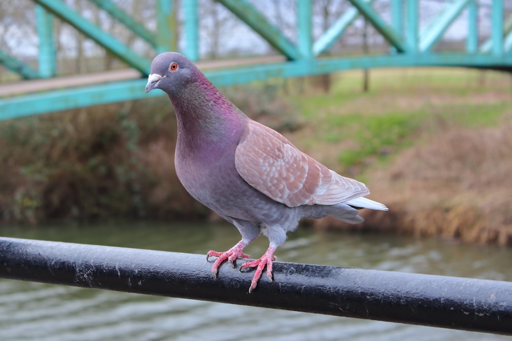 a pigeon sitting on a rail near a body of water