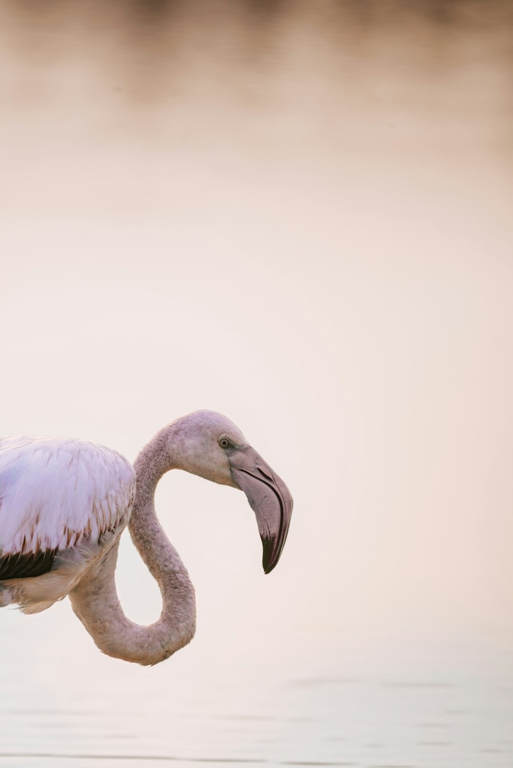 Ein rosa Flamingo steht im Wasser