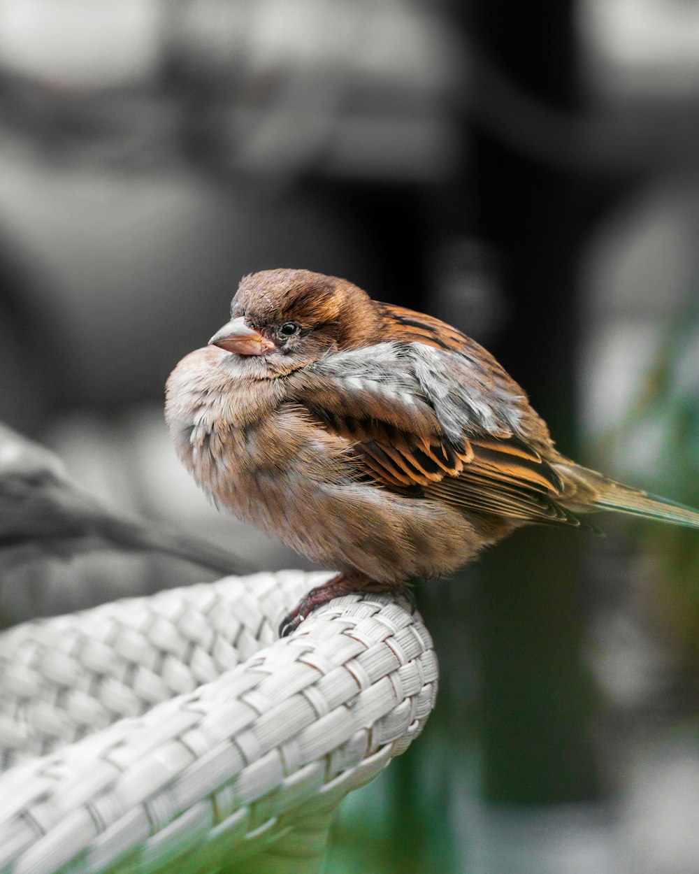 a small bird sitting on top of a white rope