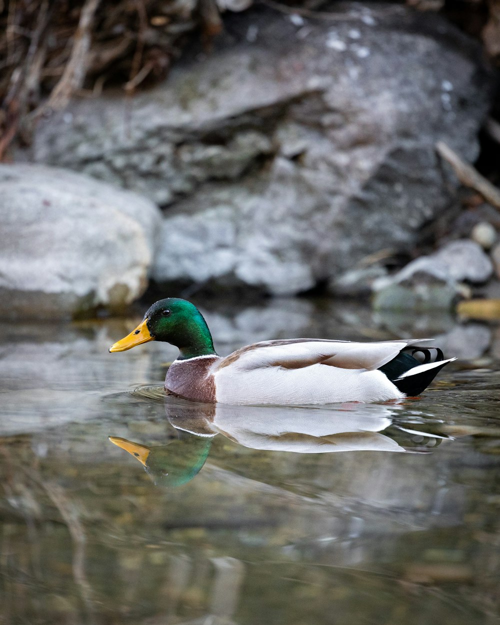 a duck floating on top of a body of water