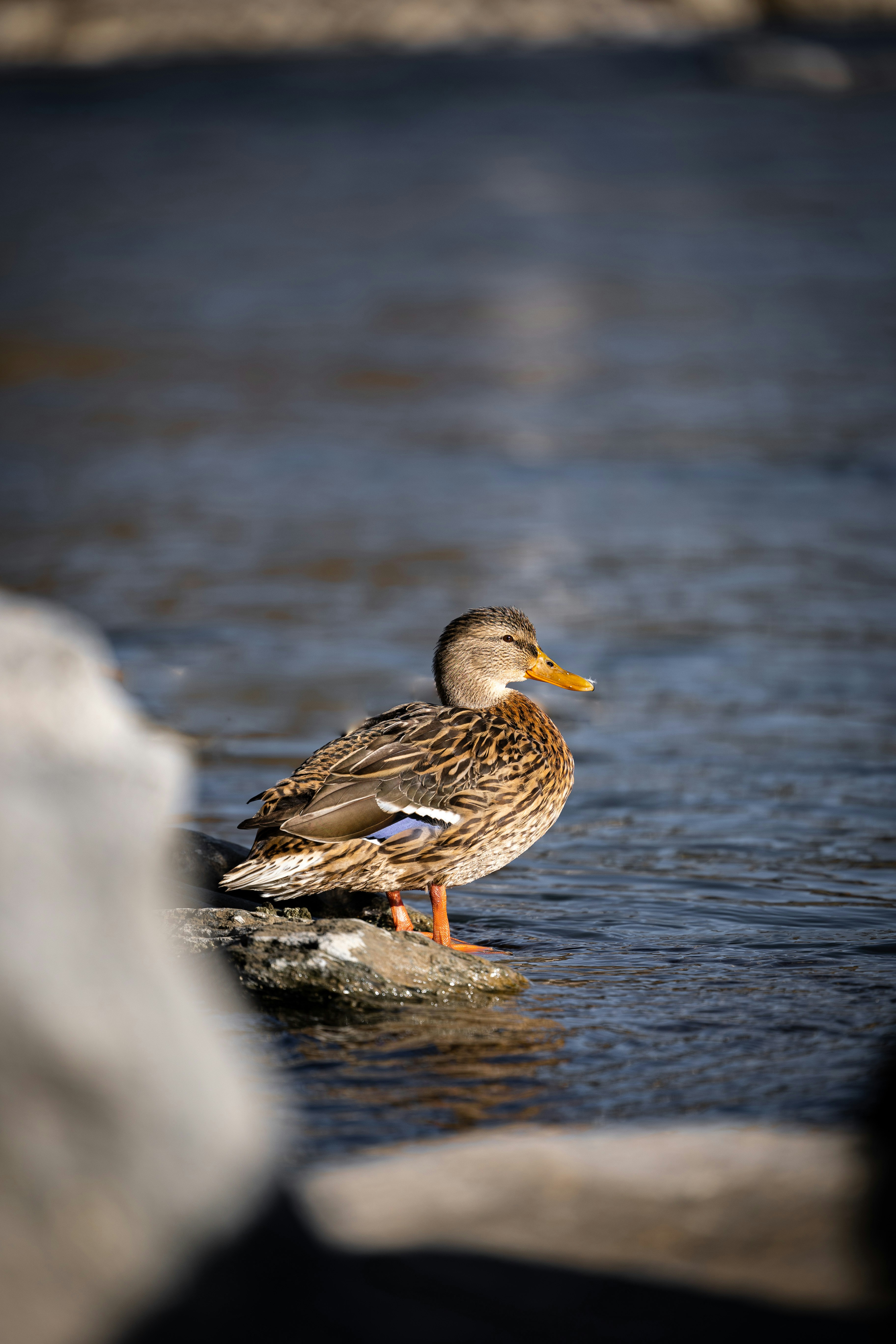 Photo by mrmashinski