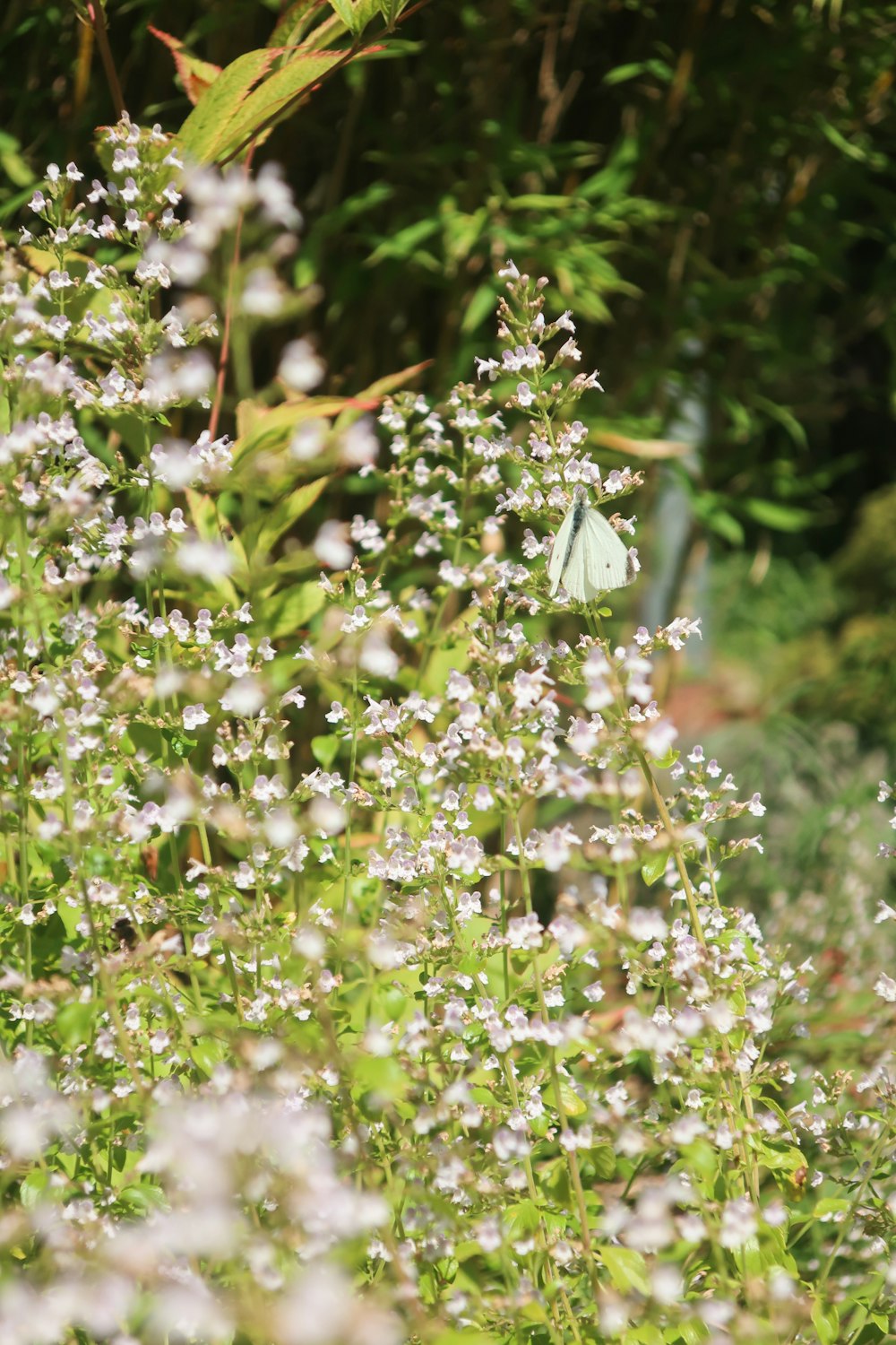 a green butterfly sitting on a white flower