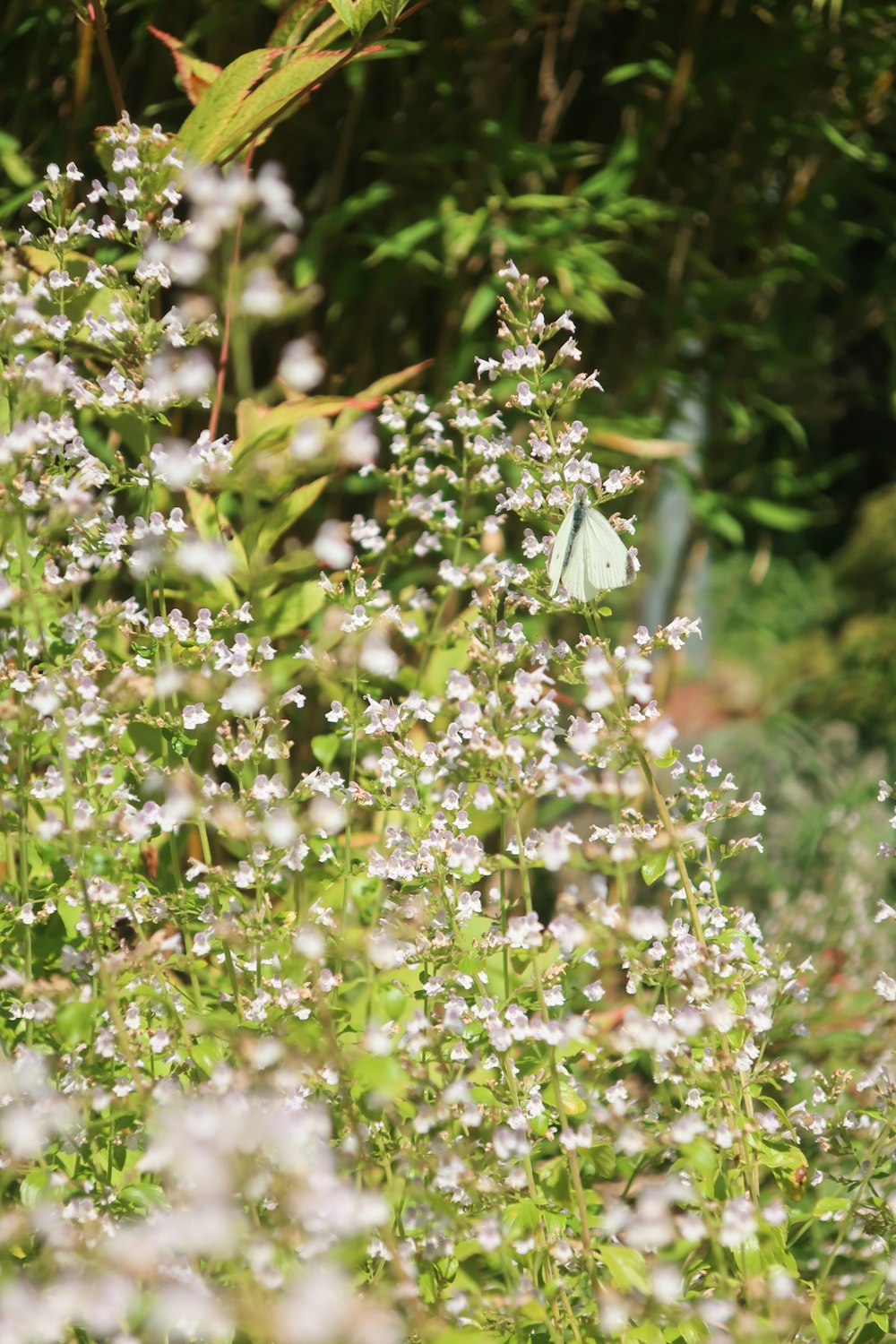 Ein grüner Schmetterling sitzt auf einer weißen Blume