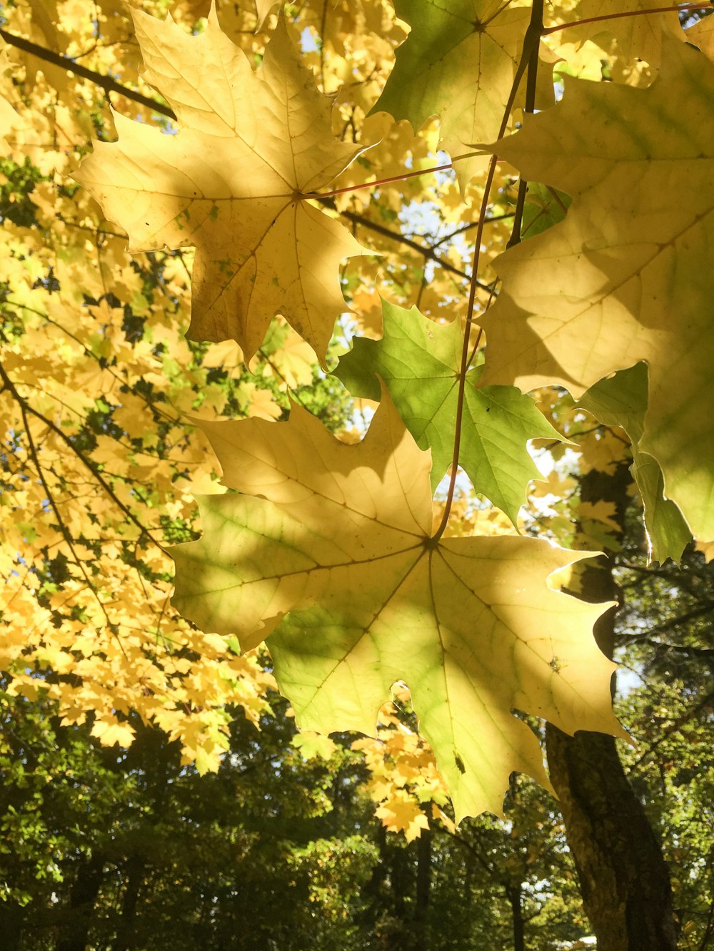 a yellow leaf hangs from a tree in a forest