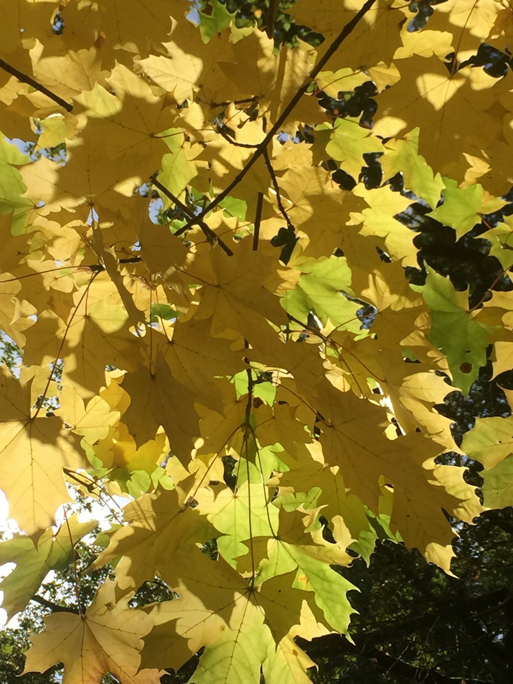 a tree with lots of yellow leaves on it