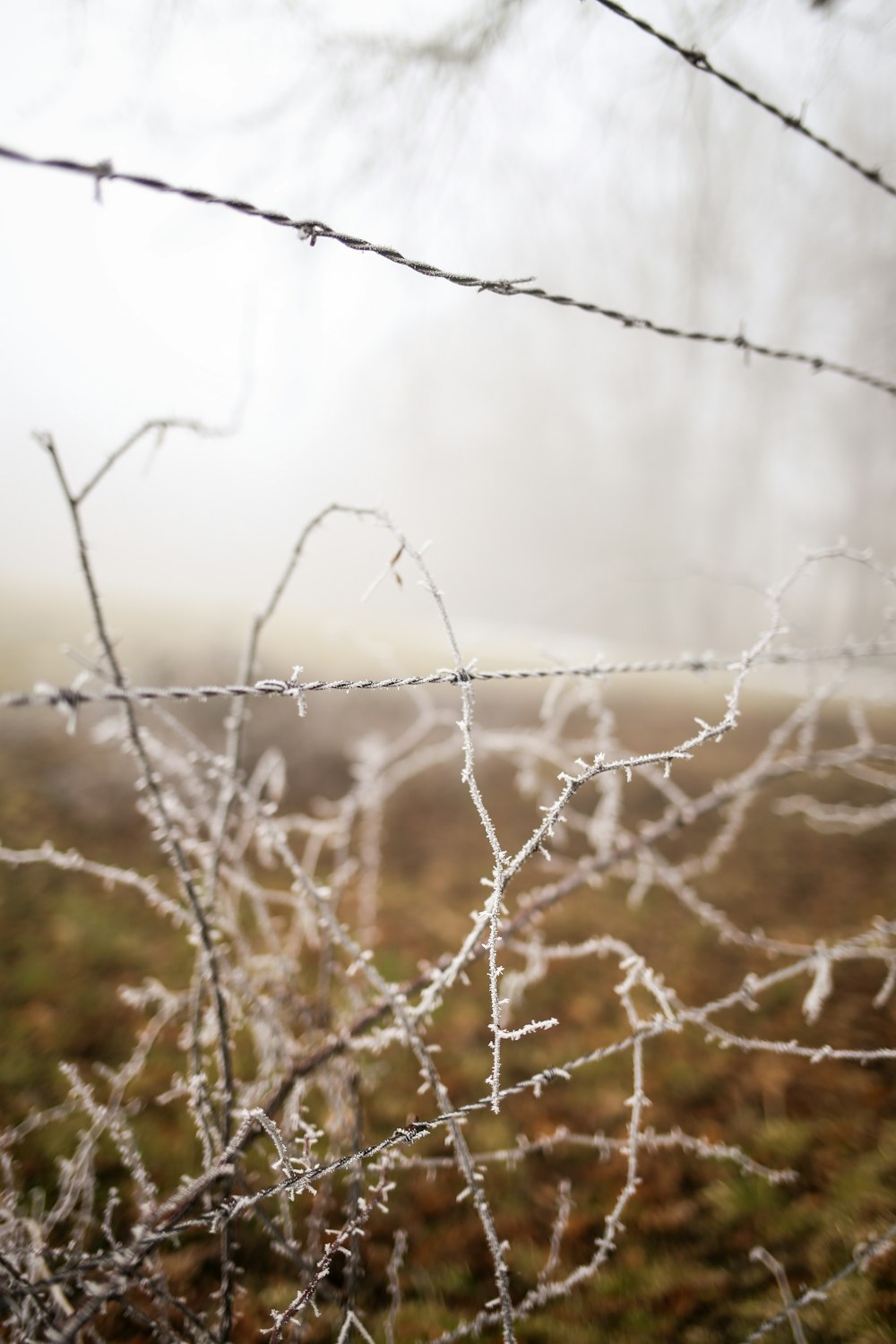 a field with grass and a fence covered in ice