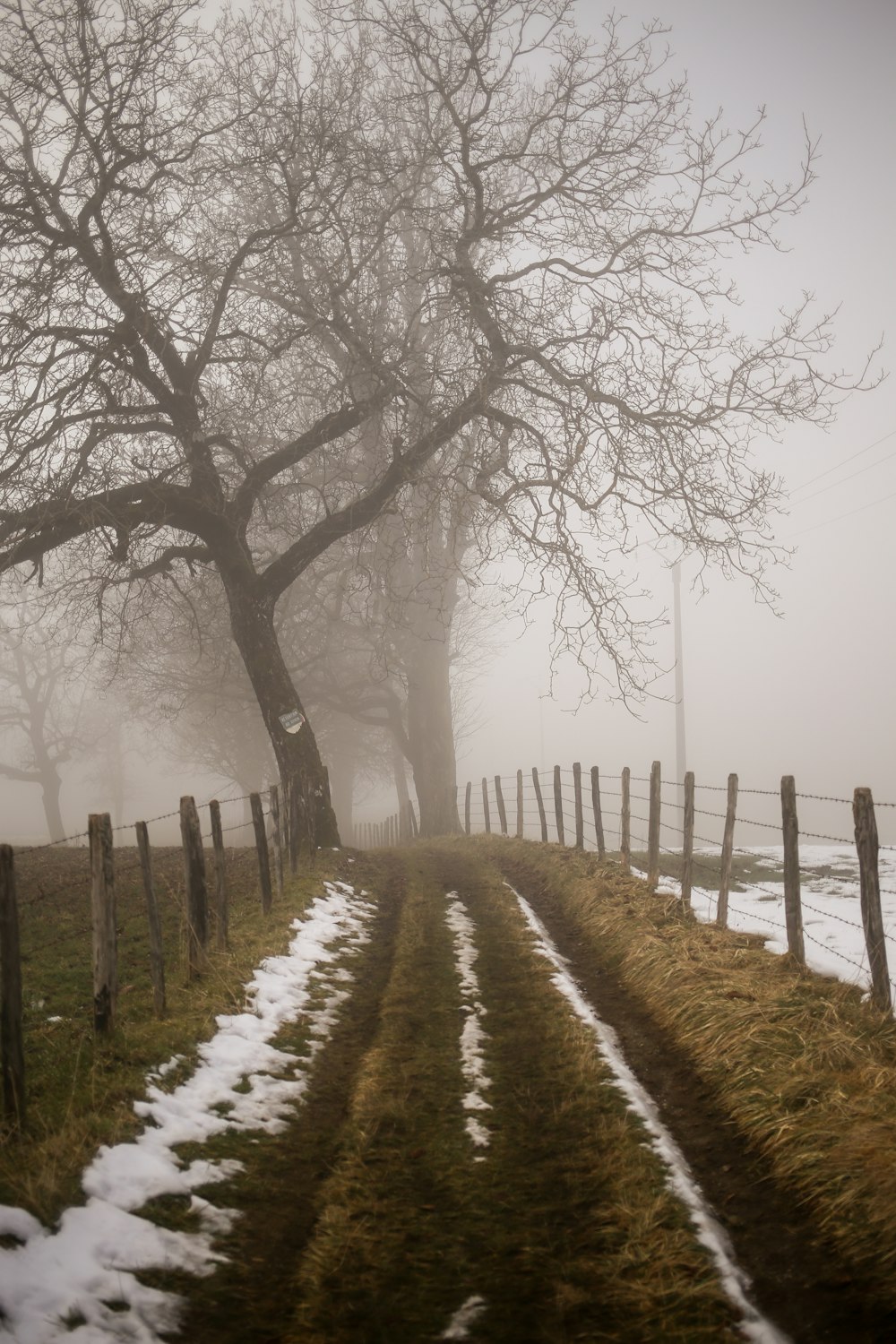 a foggy path leading to a tree on a foggy day