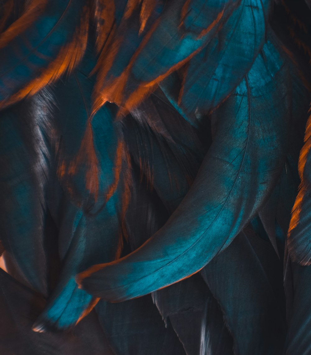 a close up of a bunch of feathers