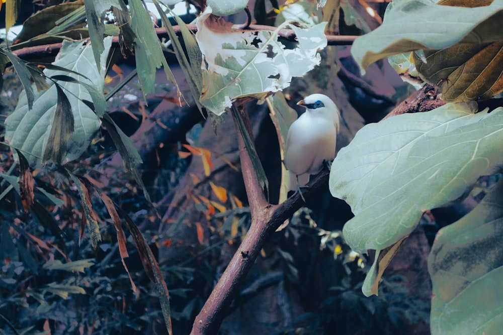 a small white bird perched on a tree branch