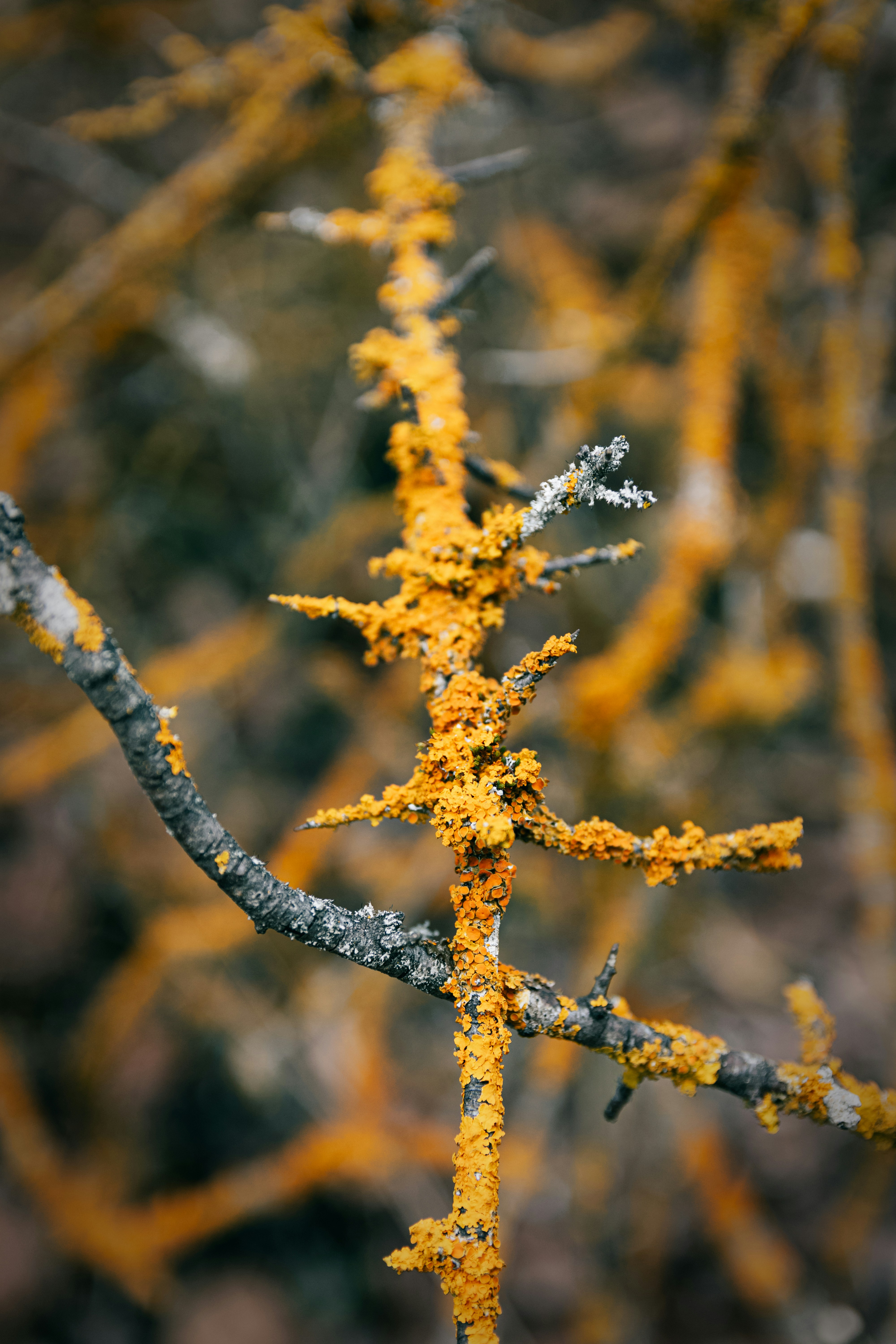Yellow lichen on some branches in the dim winter light.