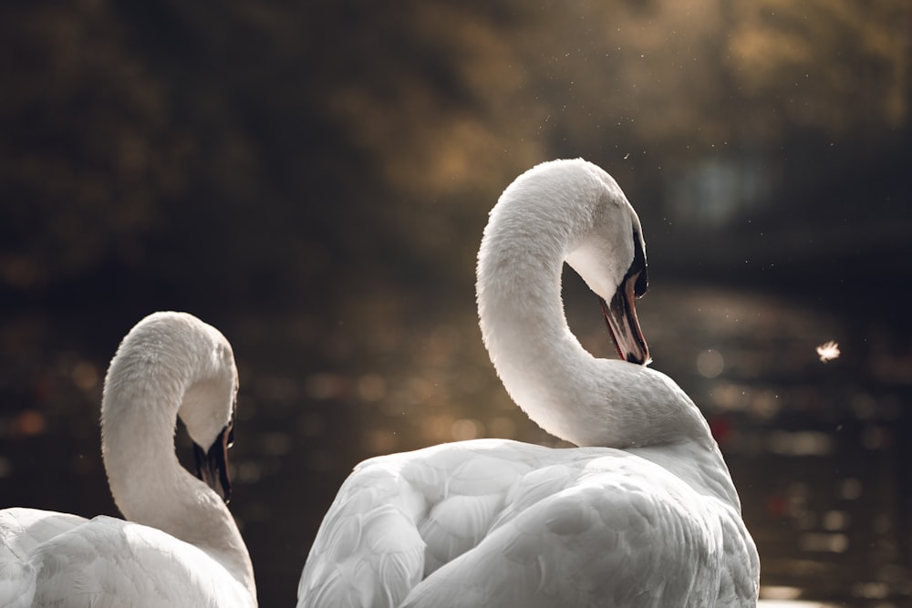 a couple of white swans sitting on top of a lake