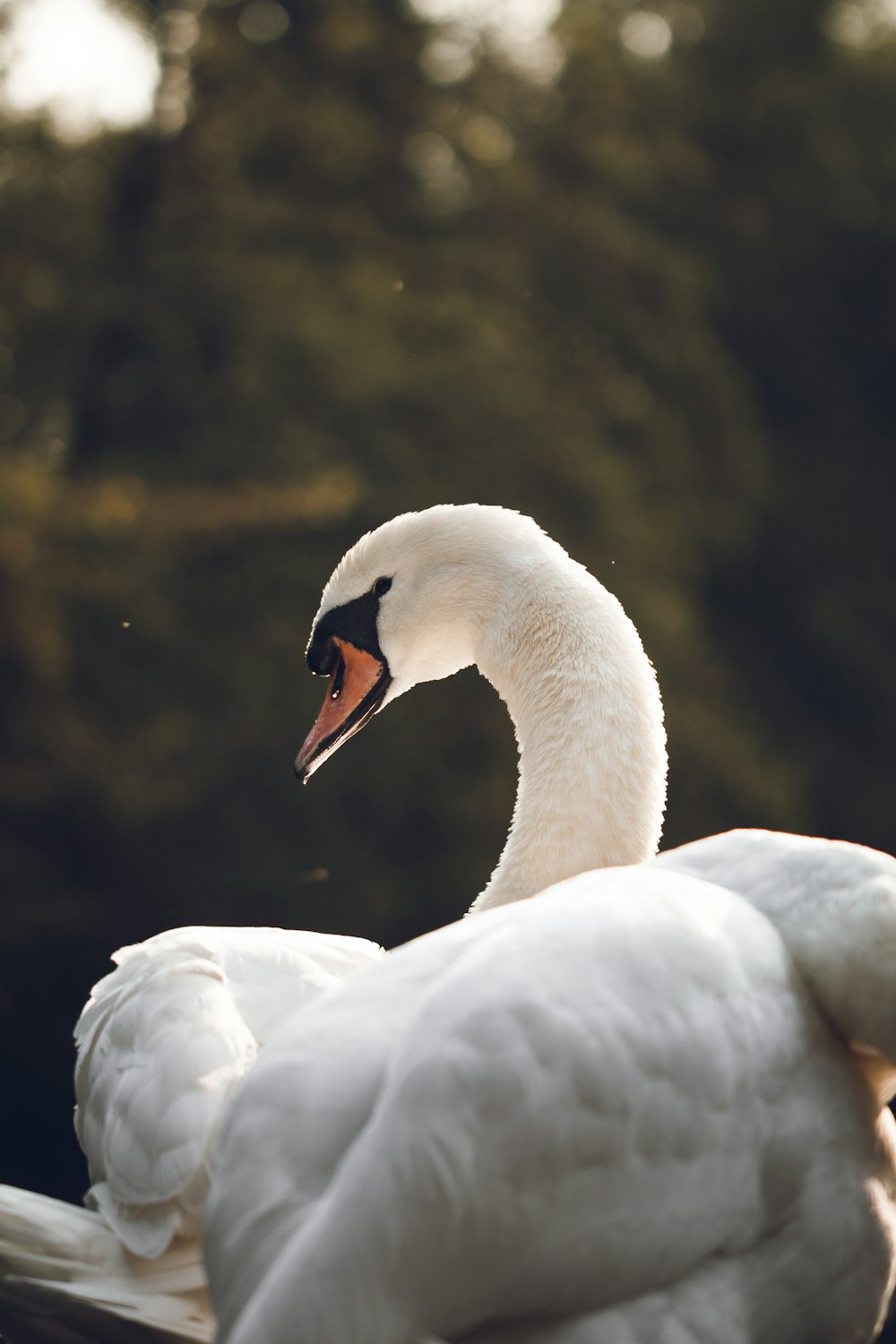 a large white swan sitting on top of a wooden fence