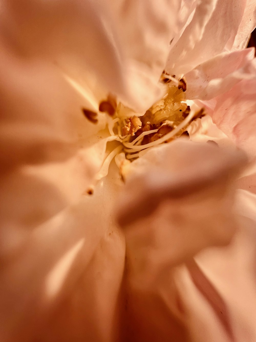 a close up view of a pink flower