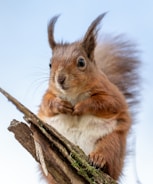 a red squirrel sitting on top of a tree branch