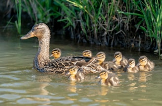 A duck calmly floats in the water accompanied by a group of ducklings. They are surrounded by lush green grass on the banks, suggesting a natural, serene setting.