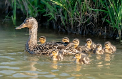 A duck calmly floats in the water accompanied by a group of ducklings. They are surrounded by lush green grass on the banks, suggesting a natural, serene setting.
