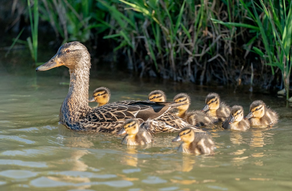 a mother duck with her ducklings in the water