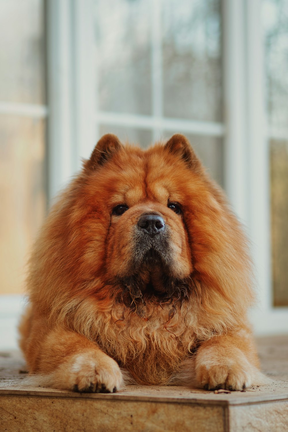 a large brown dog sitting in front of a window