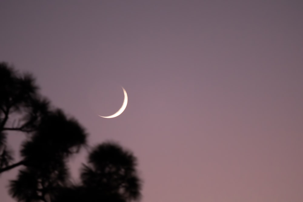 a crescent moon is seen through the branches of a tree