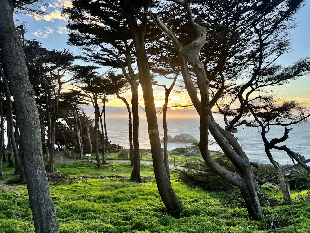 the sun is shining through the trees near the ocean