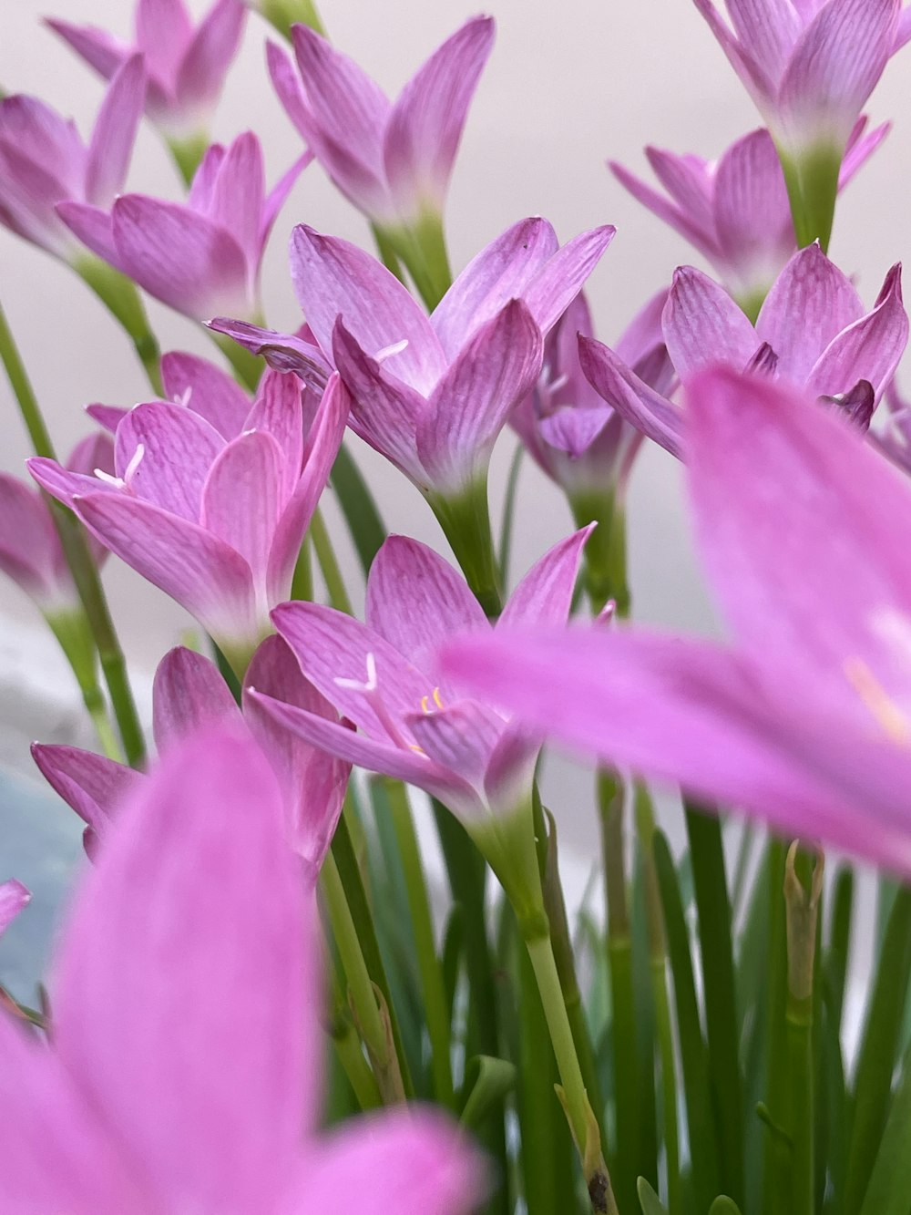 a bunch of pink flowers in a vase