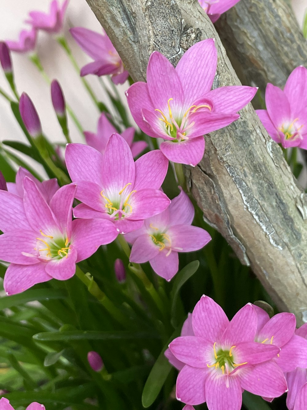 a bunch of pink flowers sitting on top of a wooden branch