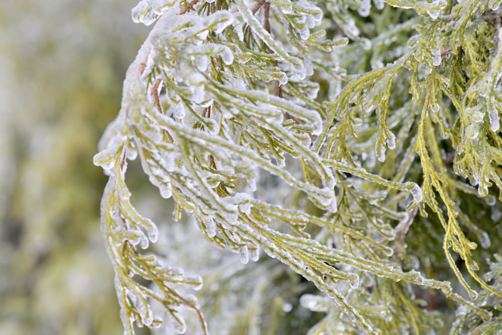 a close up of a tree with ice on it