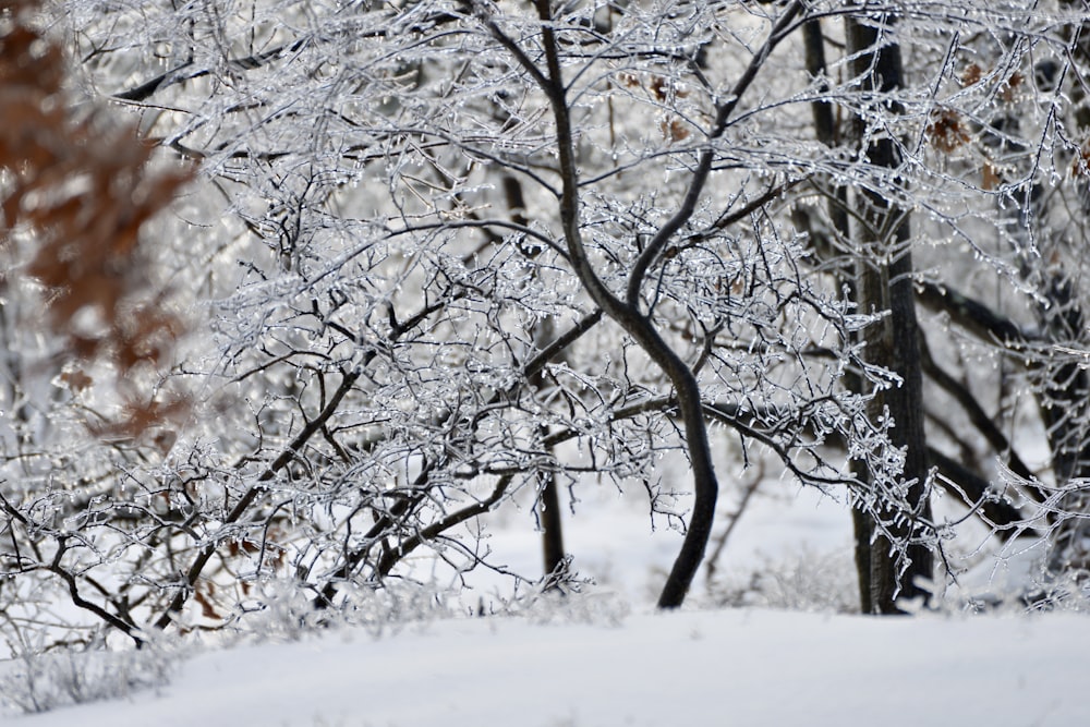 a snow covered forest filled with lots of trees