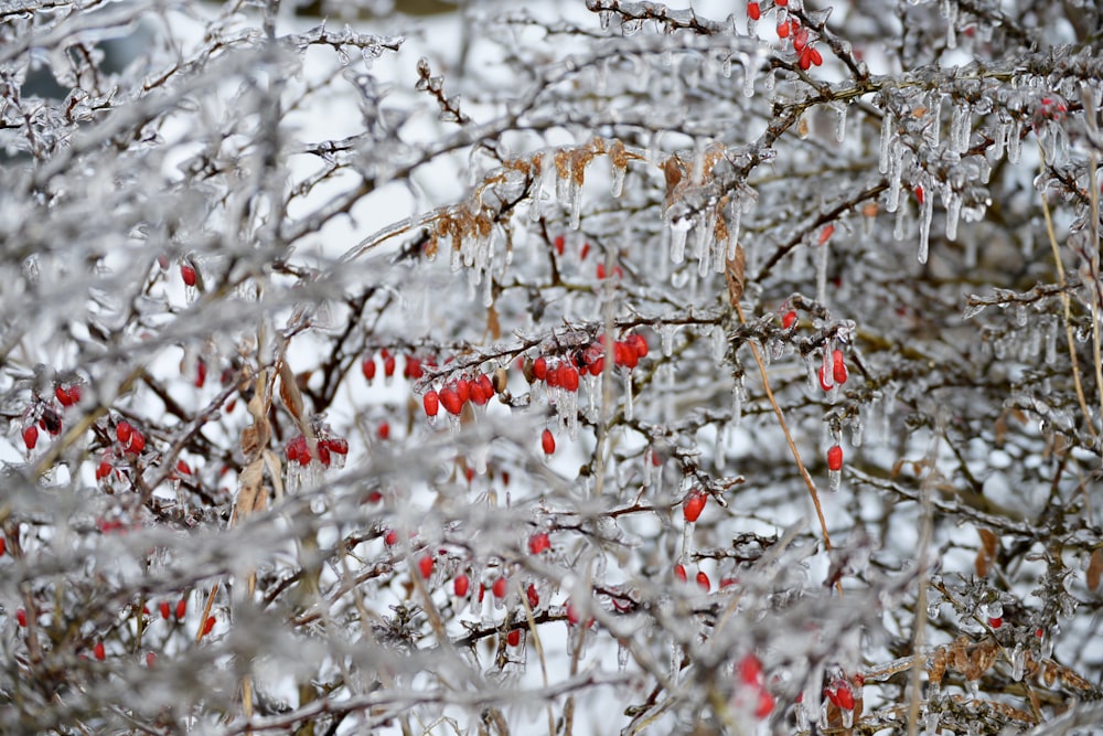 a tree covered in ice and red berries