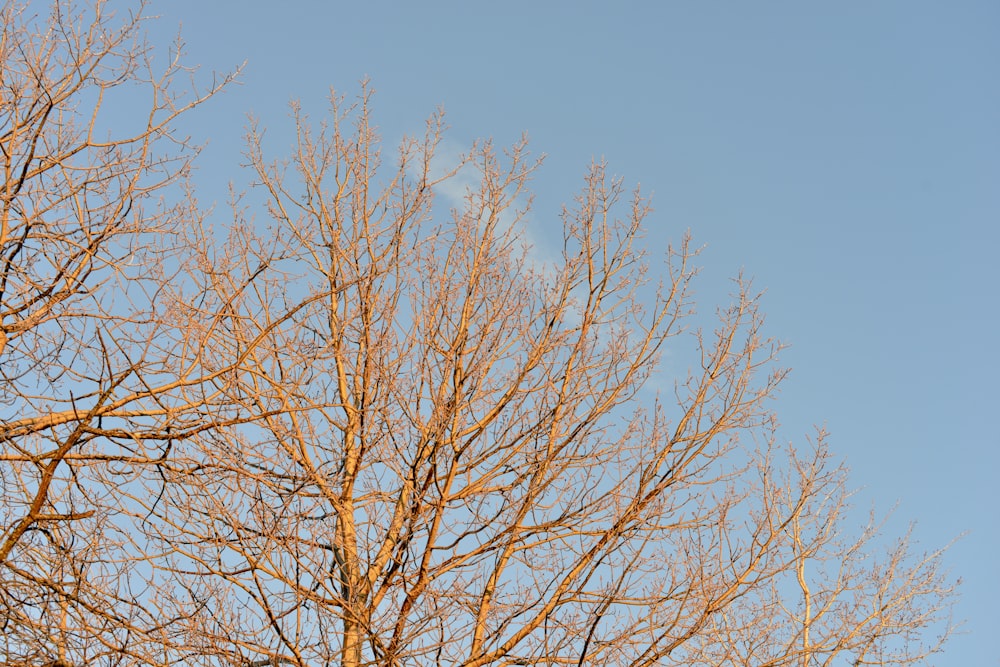 a tree with no leaves and a blue sky in the background