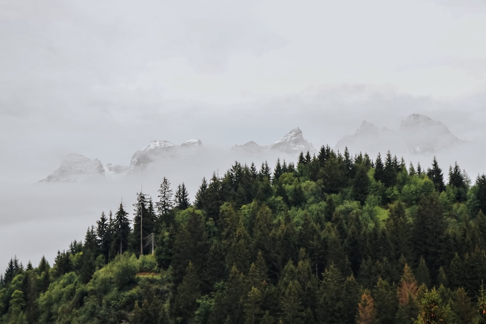 Ein nebelbedeckter Berg mit Bäumen und Bergen im Hintergrund