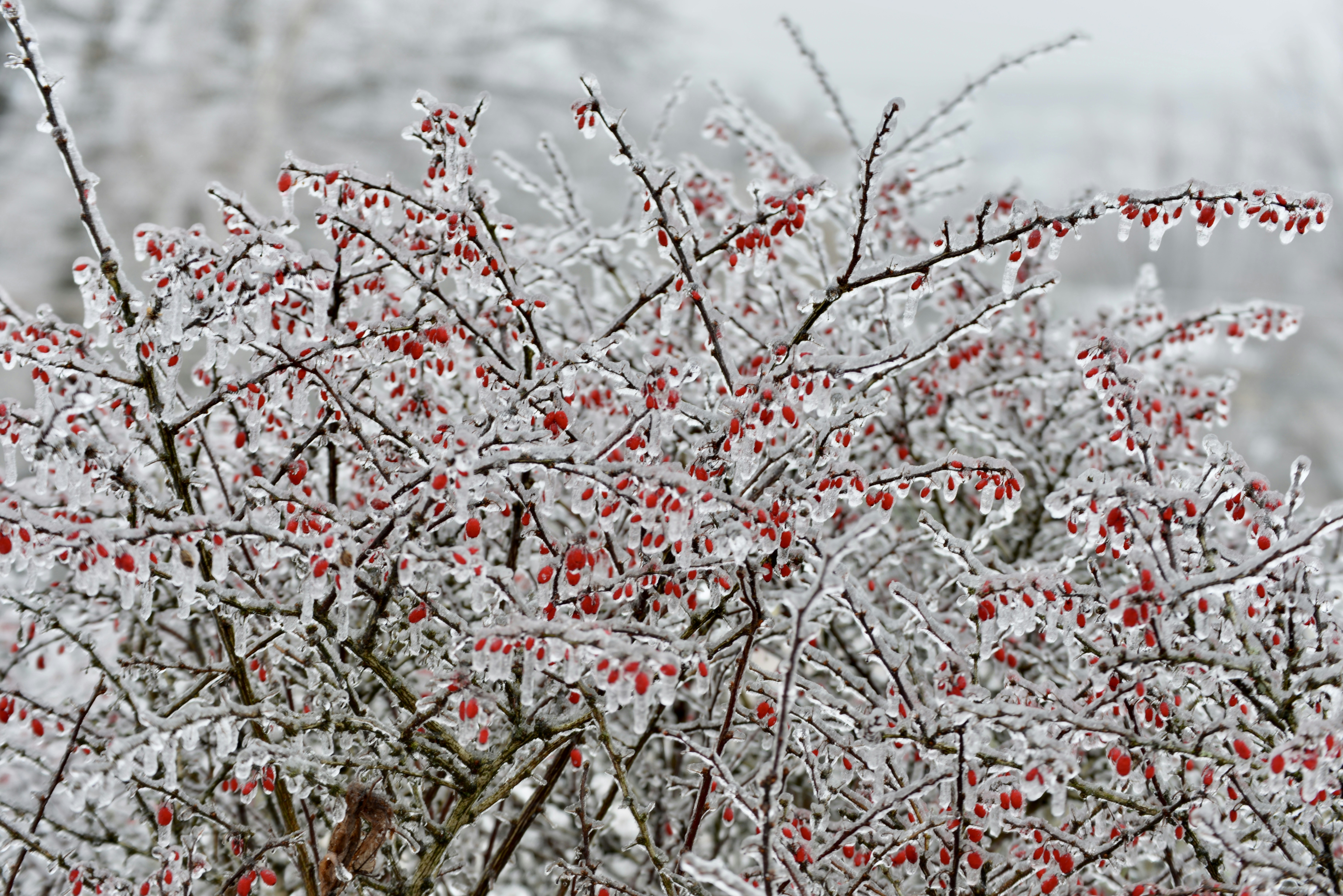 Photo by zucchiniiking