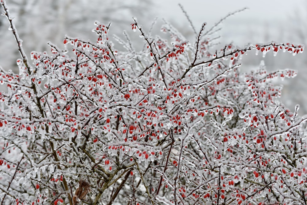 a bush with red berries in the snow