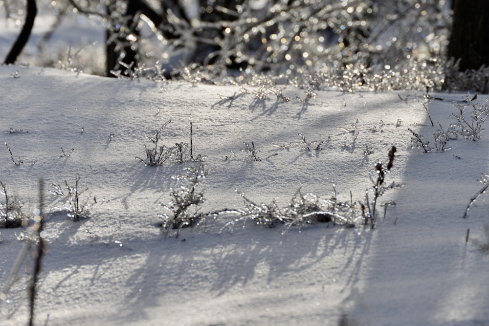 a snow covered field with trees in the background