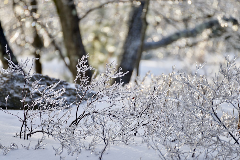 a snow covered field with trees in the background