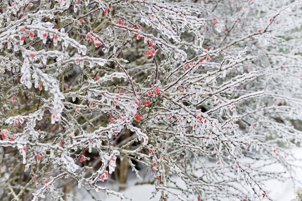 a tree covered in snow with red berries