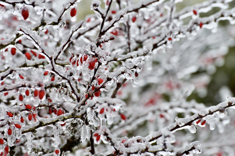 a close up of a tree with red berries on it