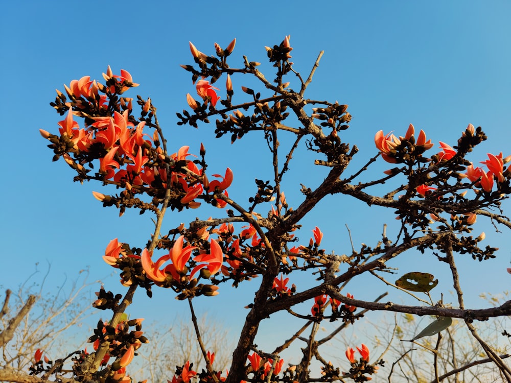 a tree with red flowers in the middle of a field