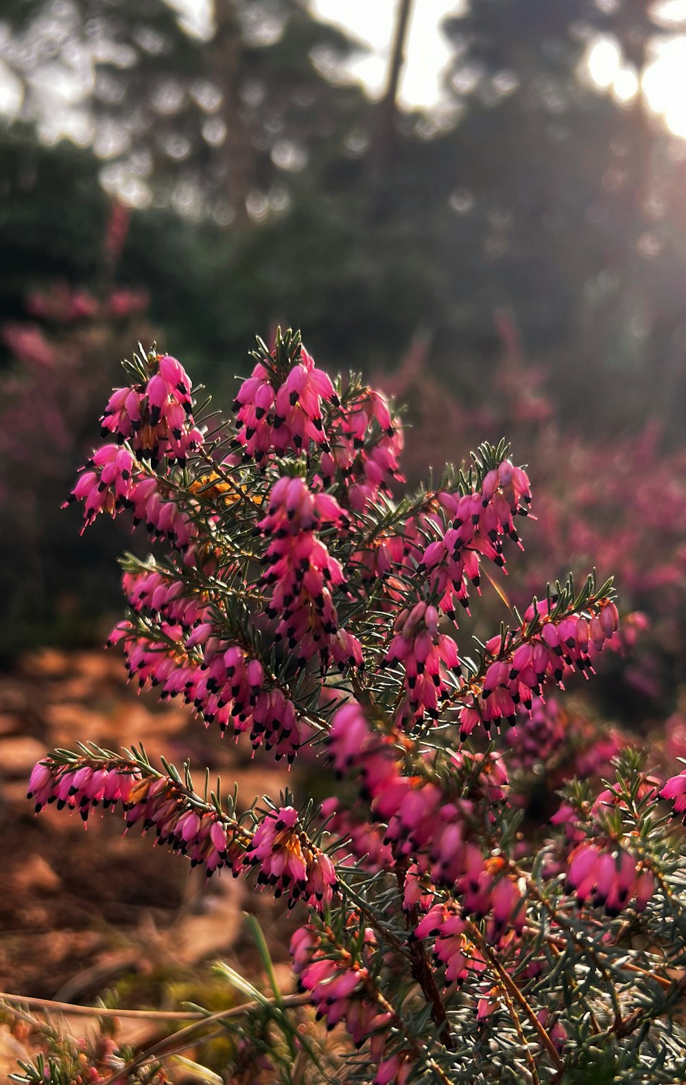a bush with pink flowers in the sunlight