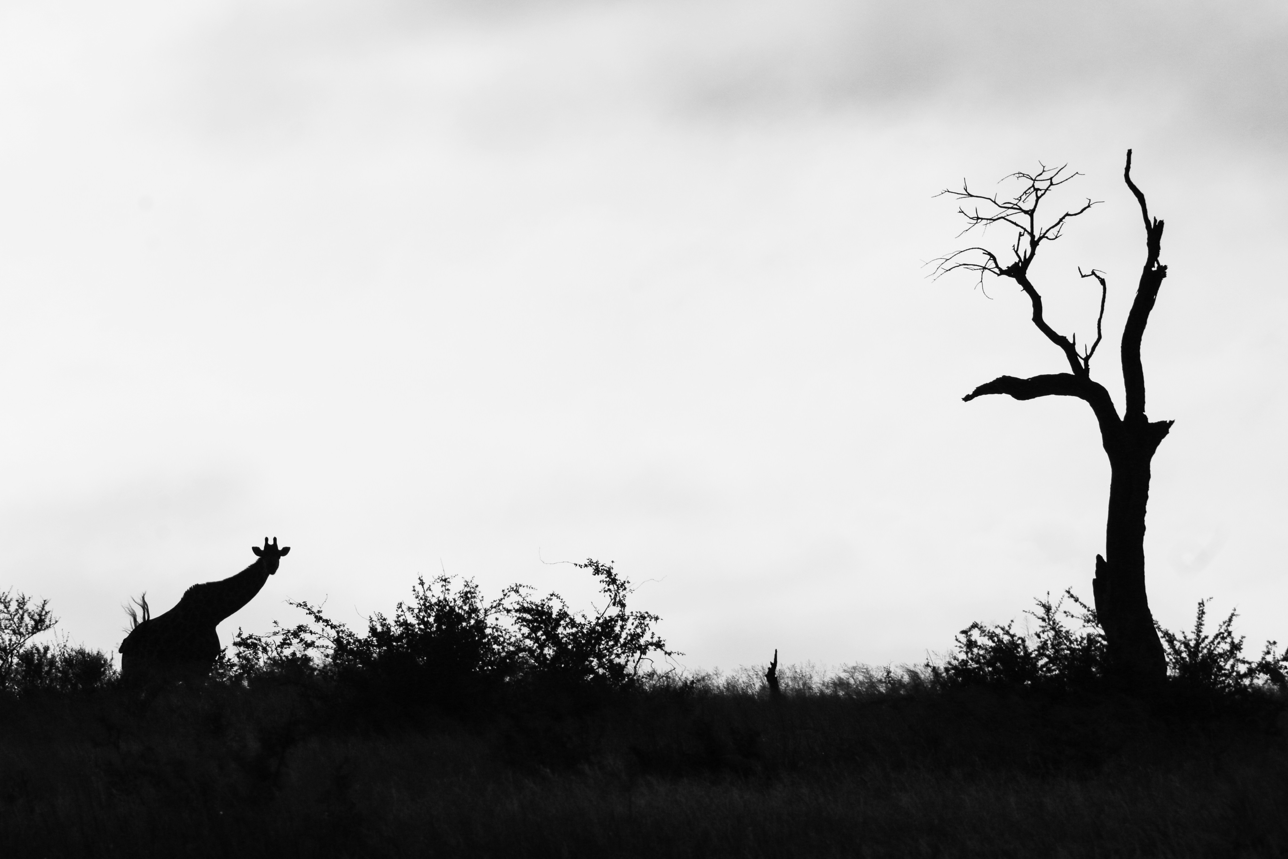 Photo by glencarrie