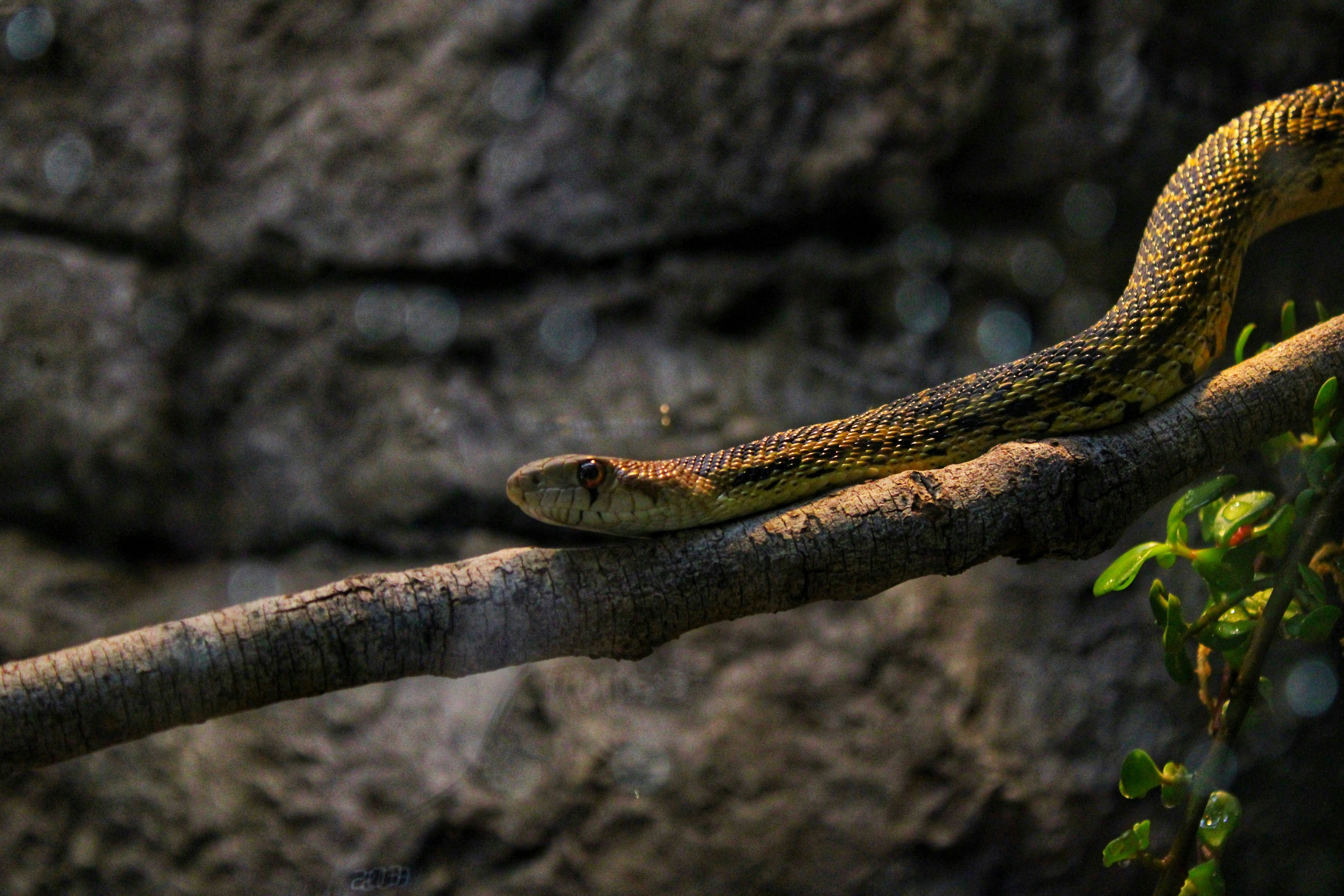 King Snake Royalty: The Confident Climber (image credits: unsplash)