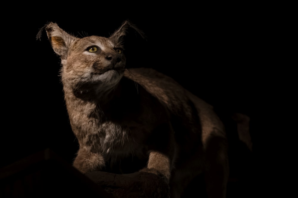 a close up of a cat on a black background