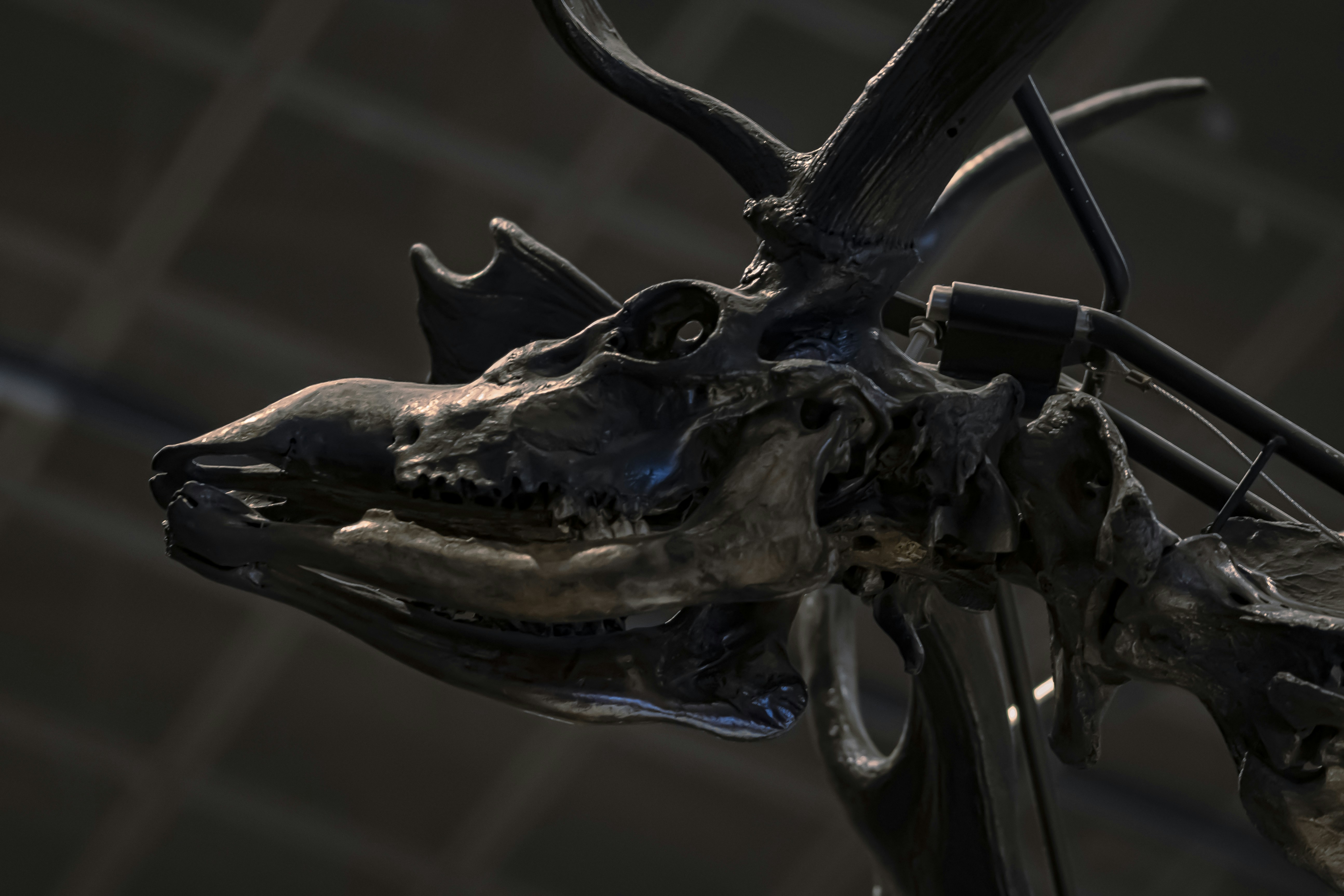 a close up of an animal skull with horns