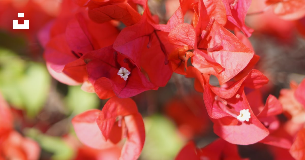 Un bouquet de fleurs rouges qui fleurissent photo – Photo Etats-Unis ...