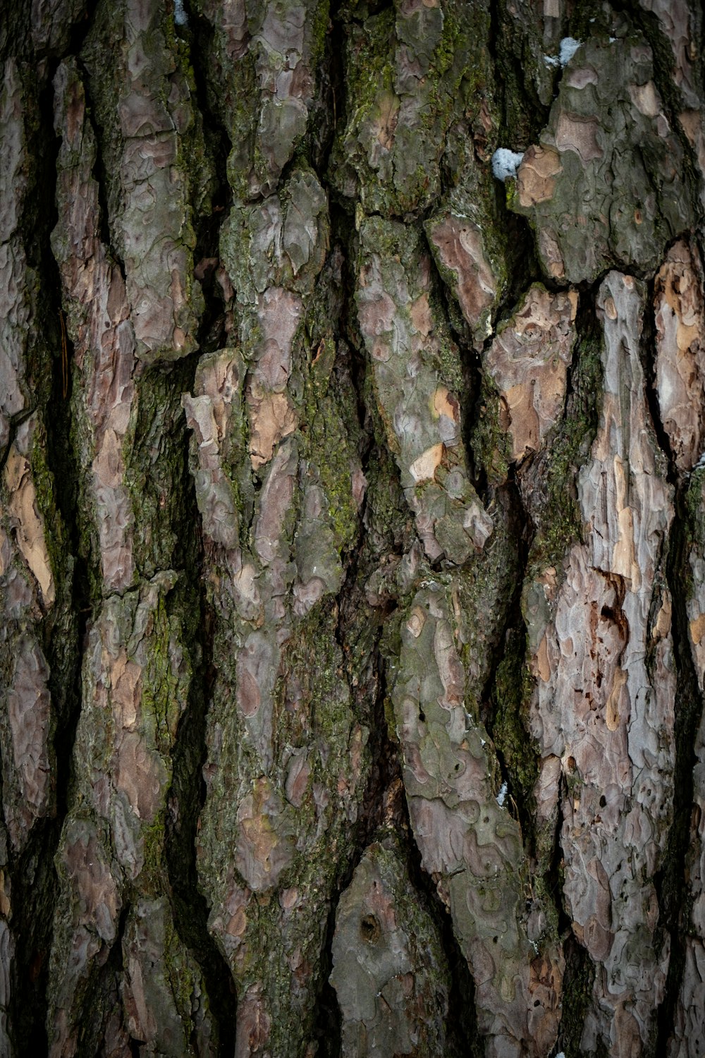 a close up of a tree trunk with moss growing on it