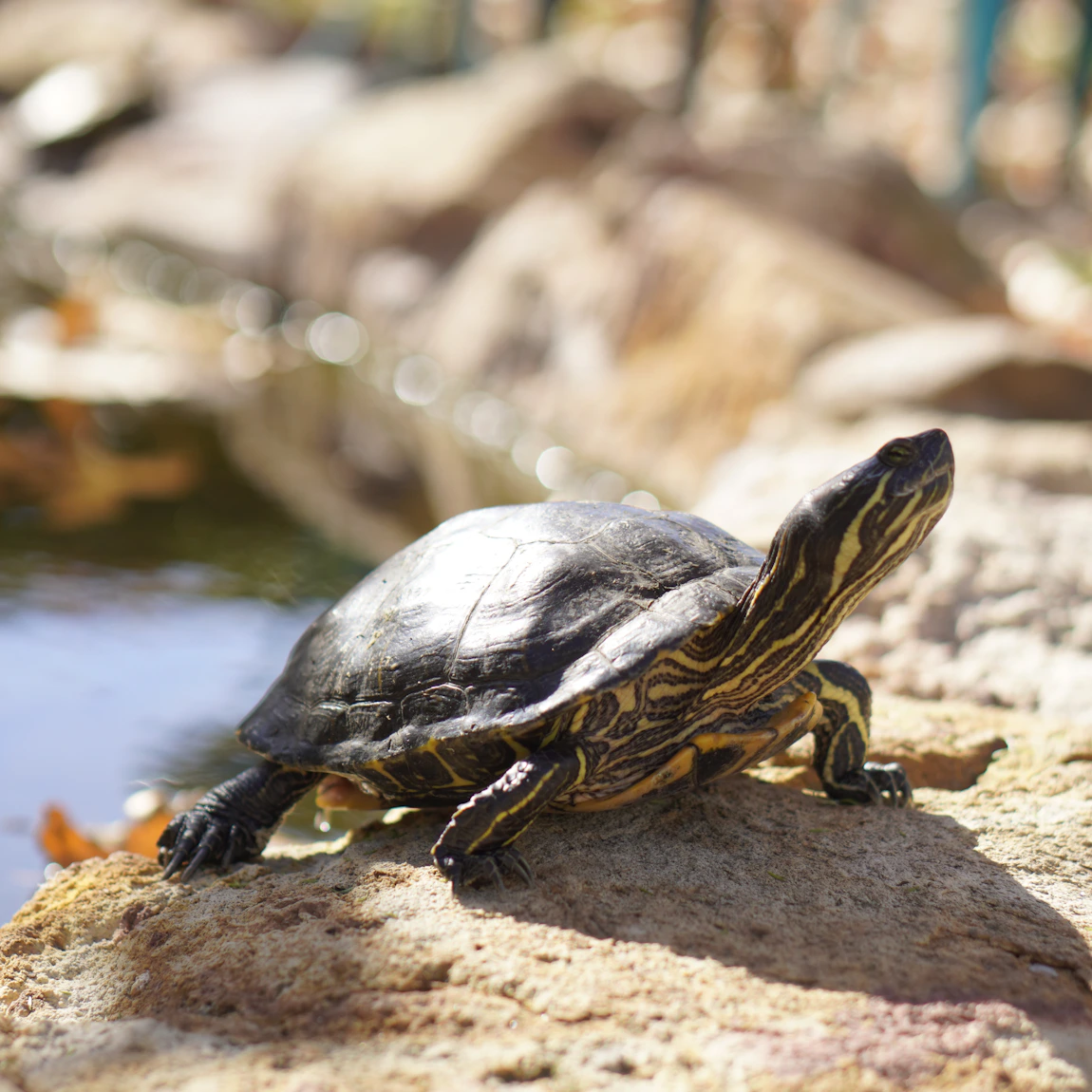 Turtle basking on a stone beside the water