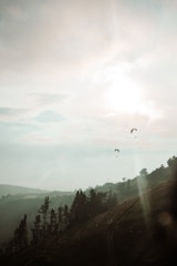 Paragliders are soaring through the sky above a mountainous landscape with a hazy early morning or late afternoon sun creating a soft, diffused light. The foreground features towering pine trees and rolling hills, while a dirt path winds its way along the slope.